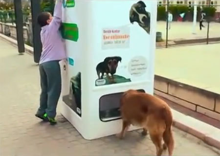Утилизационные автоматы в Стамбуле накормят бездомных животных